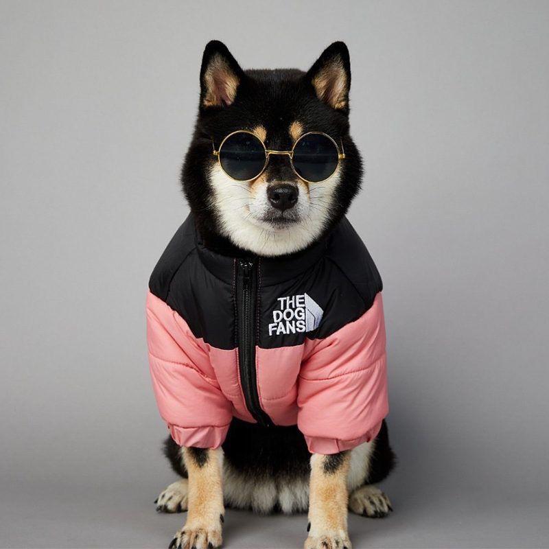 Quilted Dog Jacket with Zip Closure and Stand Collar in Multiple Colors [YQT:ULO-261029-005:df695a128a037c1a]